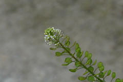 Lepidium sativum